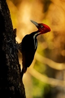 Datel svetlezoby - Campephilus guatemalensis - Pale-billed woodpecker 2995